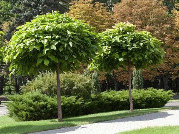 Surmia bignoniowa Nana Katalpa Catalpa 1,5m - 2,3m