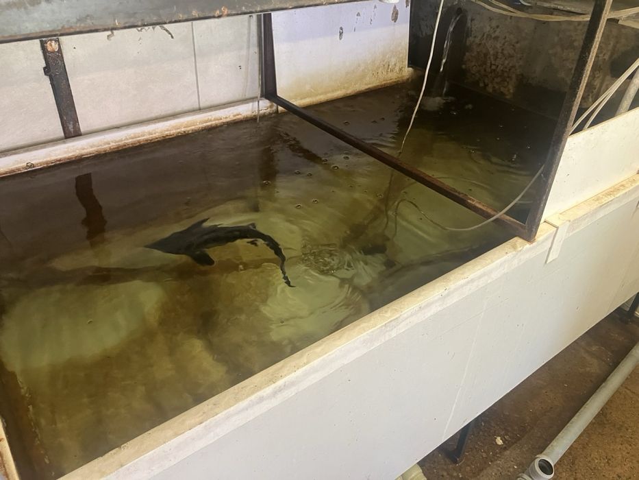 Ємність для вирощування риб,раків,креветок.Б/У Розпродаж