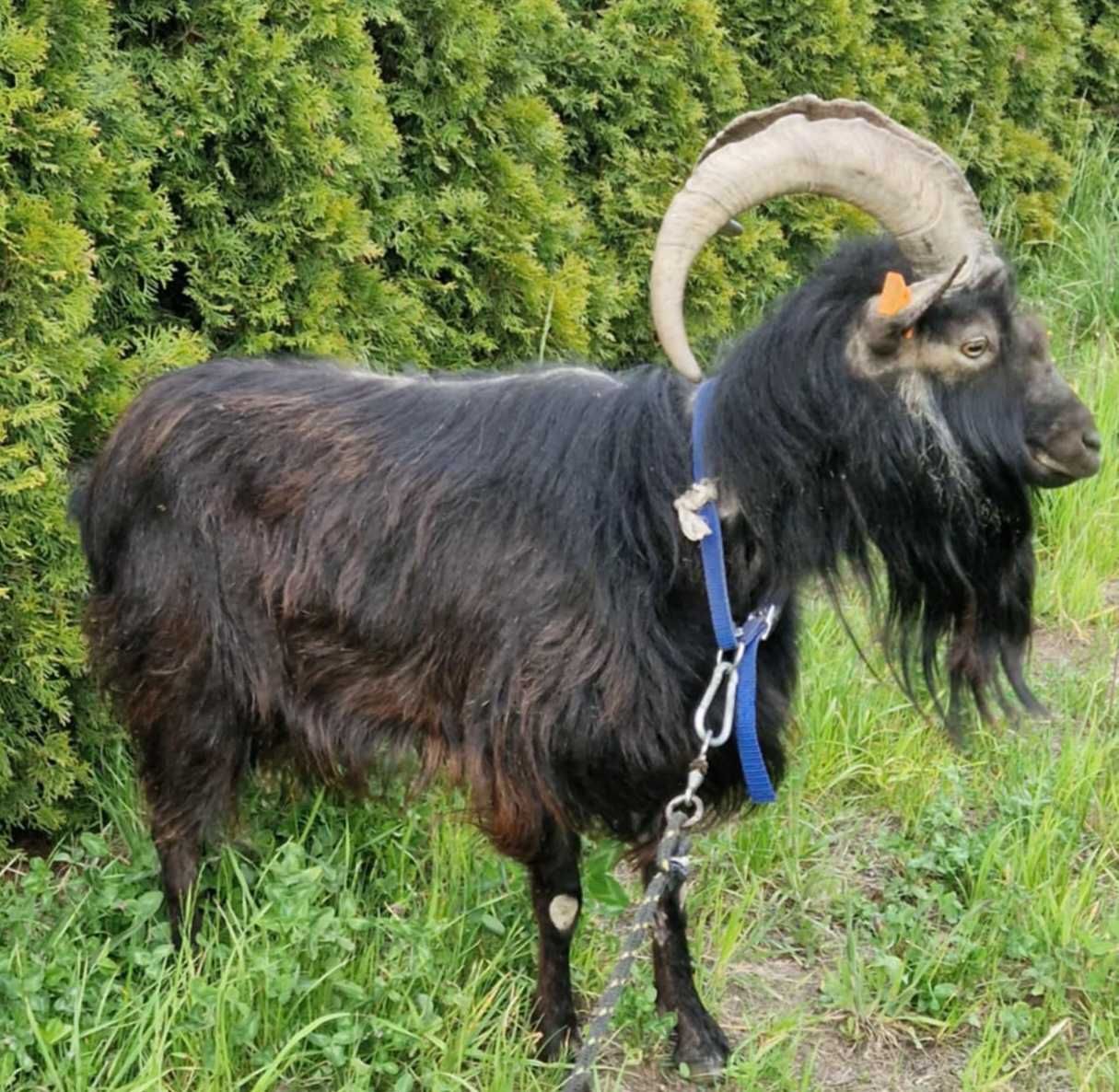 Oddam za owies Kozioł Kazimierzowski .