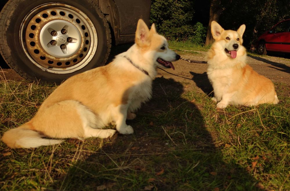 Welsh Corgi Pembroke FCI/ZKwP długi ogon ruda dorosła suczka