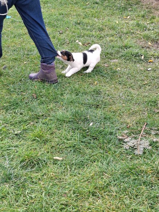 Jack Russell Terrier - Sunia
