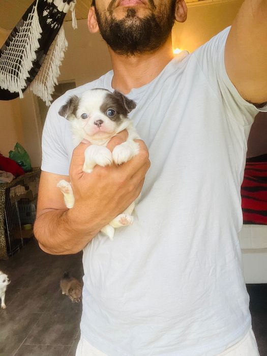 Chihuahua macho pelo longo