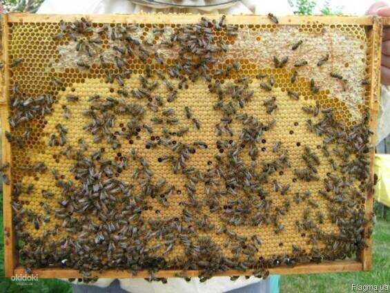 Бджолопакети КАРПАТКА 2023