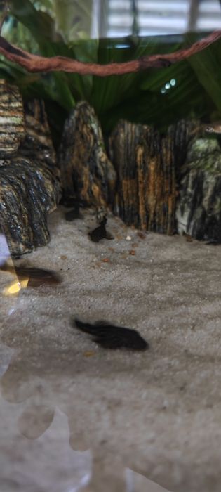 Zbrojniki, glonojady