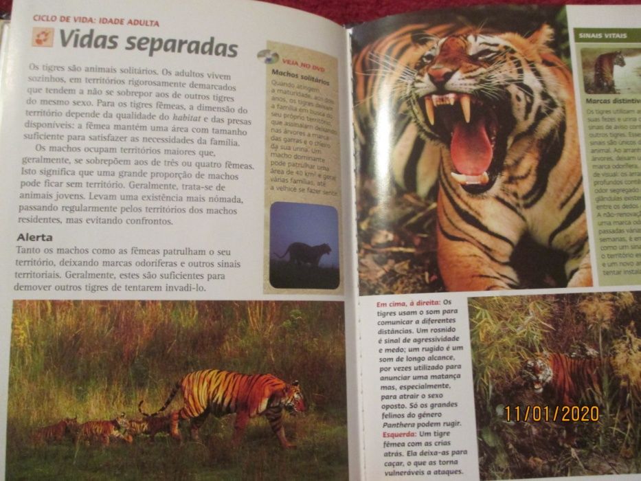 Tigres dos pantanos - dvd e pequeno livro