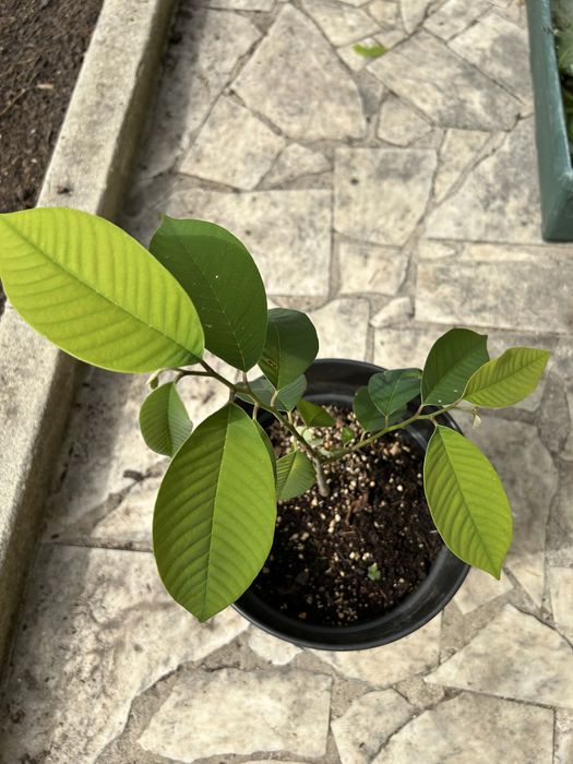 Planta de Anoneira