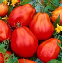 Sadzonki pomidorów  RED PEAR ( wysoki)