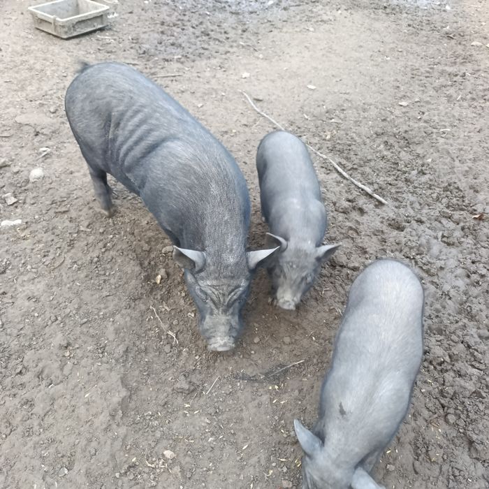 Wietnamki śliczne świnki i knury