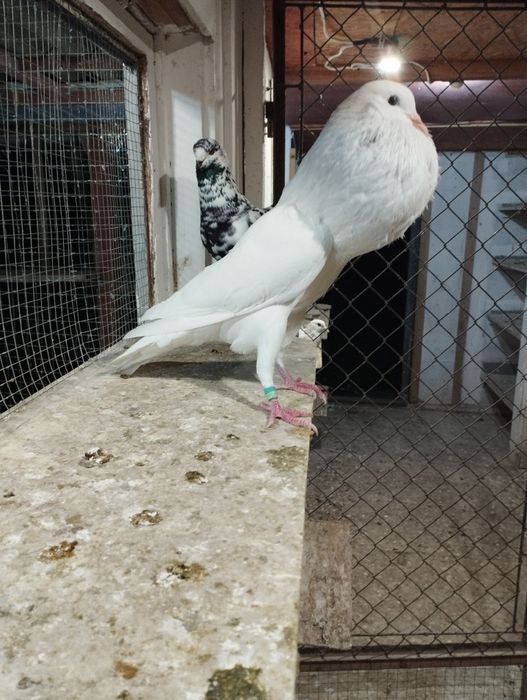 Garłacz garłacze stawak gołębie ozdobne