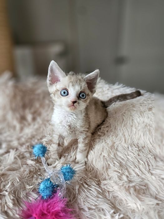 Kocurek Devon Rex czarny point