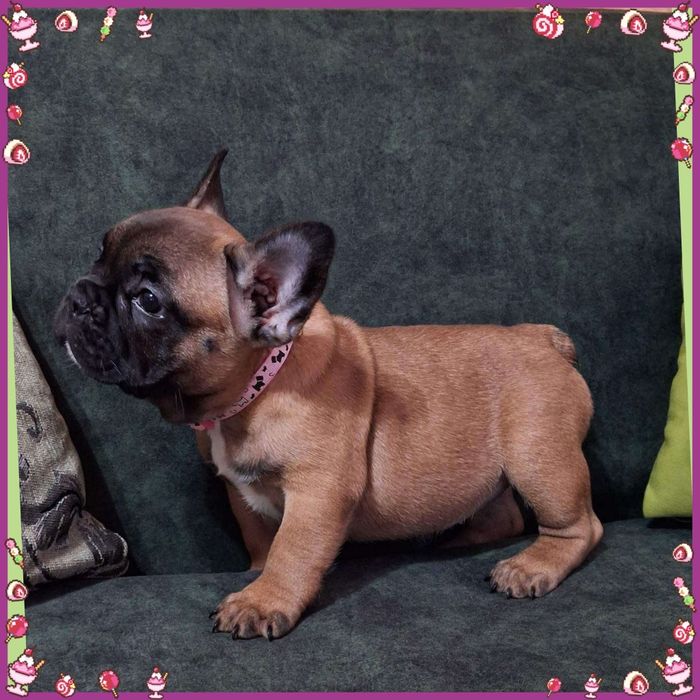 Веселі бульдожатка