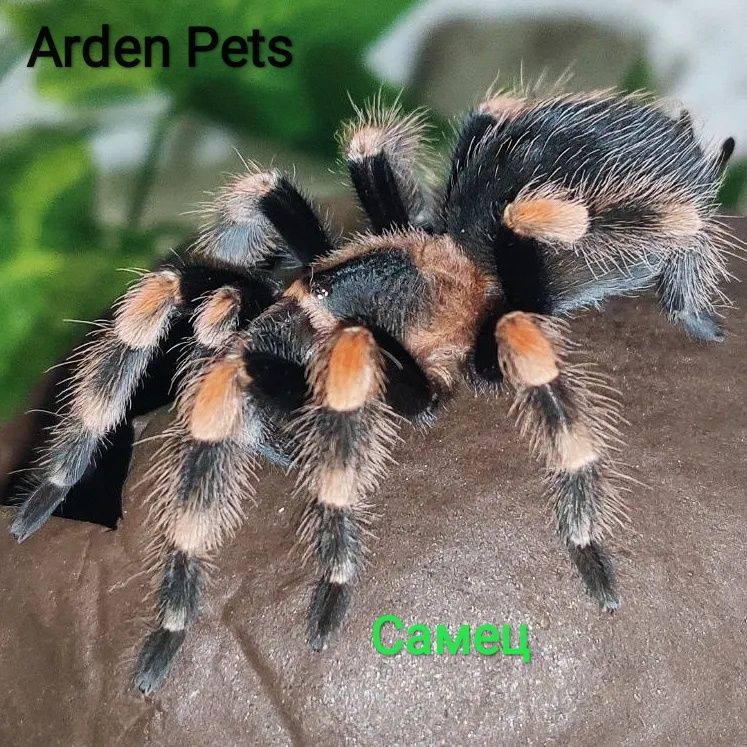 Паук-птицеед Брахипельма Смитти (Brachypelma smithi), самец 3 см.