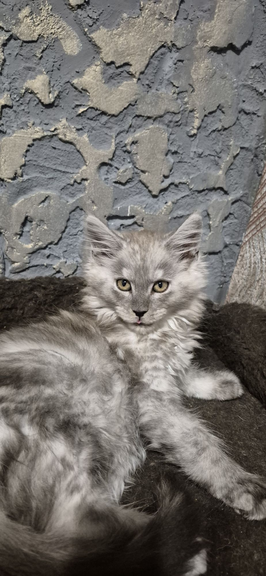 Шикарний кіт Мейн кун