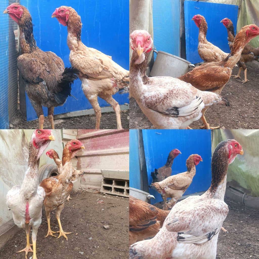 Ovos de Índio Gigante