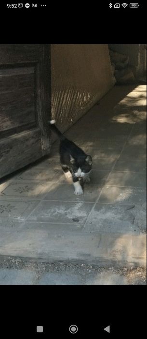 Маленьке кошеня терміново шукає дім