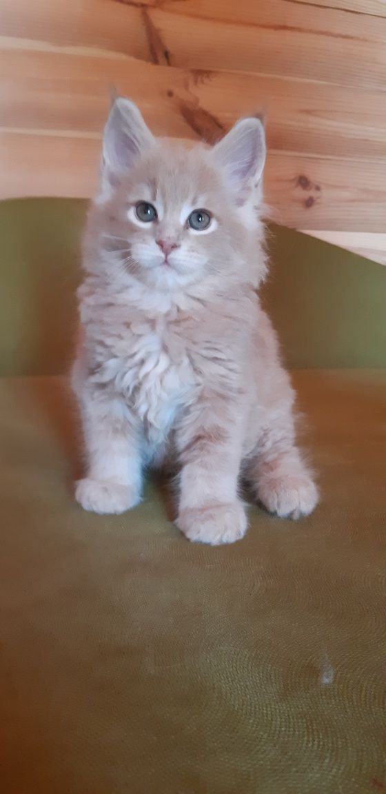 Котики бегемотики из питомника.