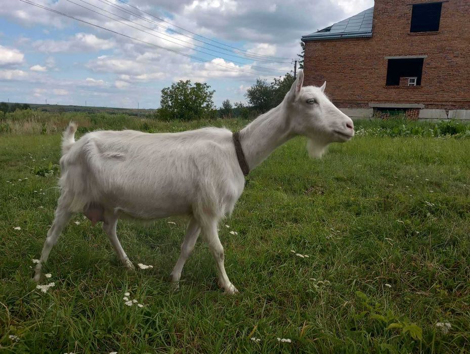 коза зааненської породи . вік - 3 роки