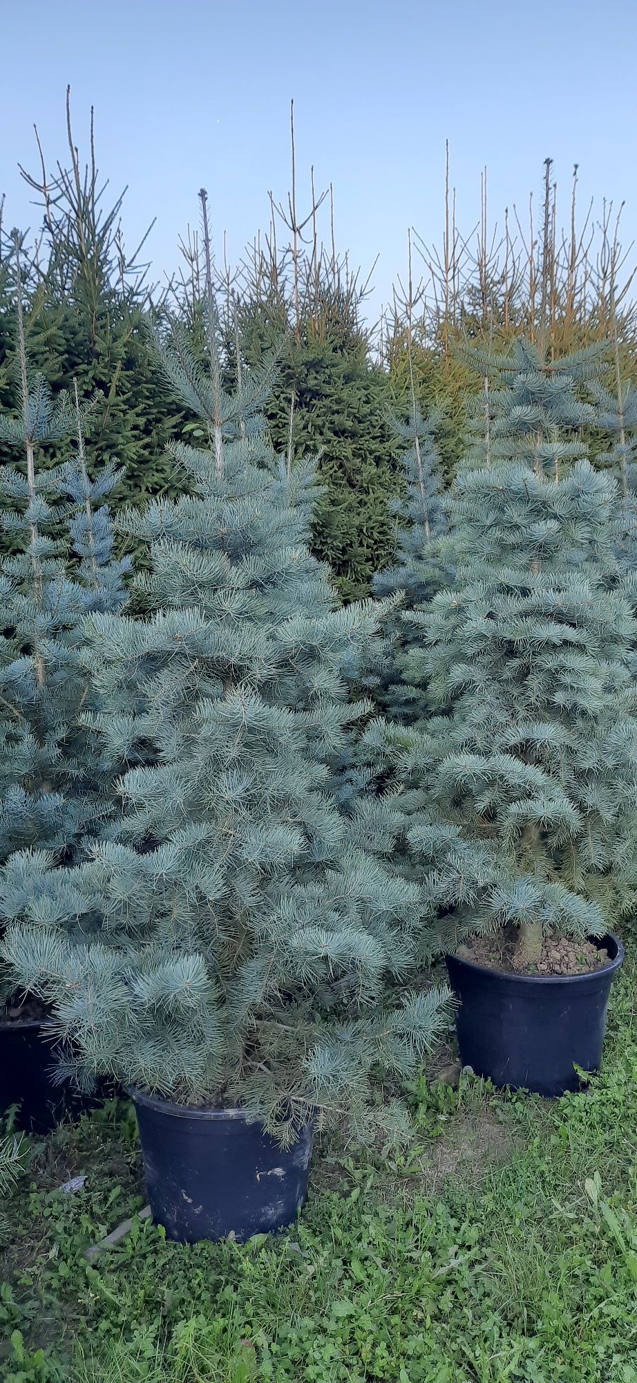 Jodła Kalifornijska od 130cm do 300cm w donicy, kopane z gruntu,