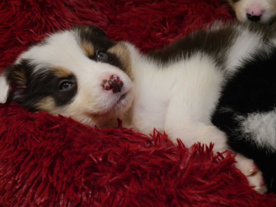 Border Collie chłopak