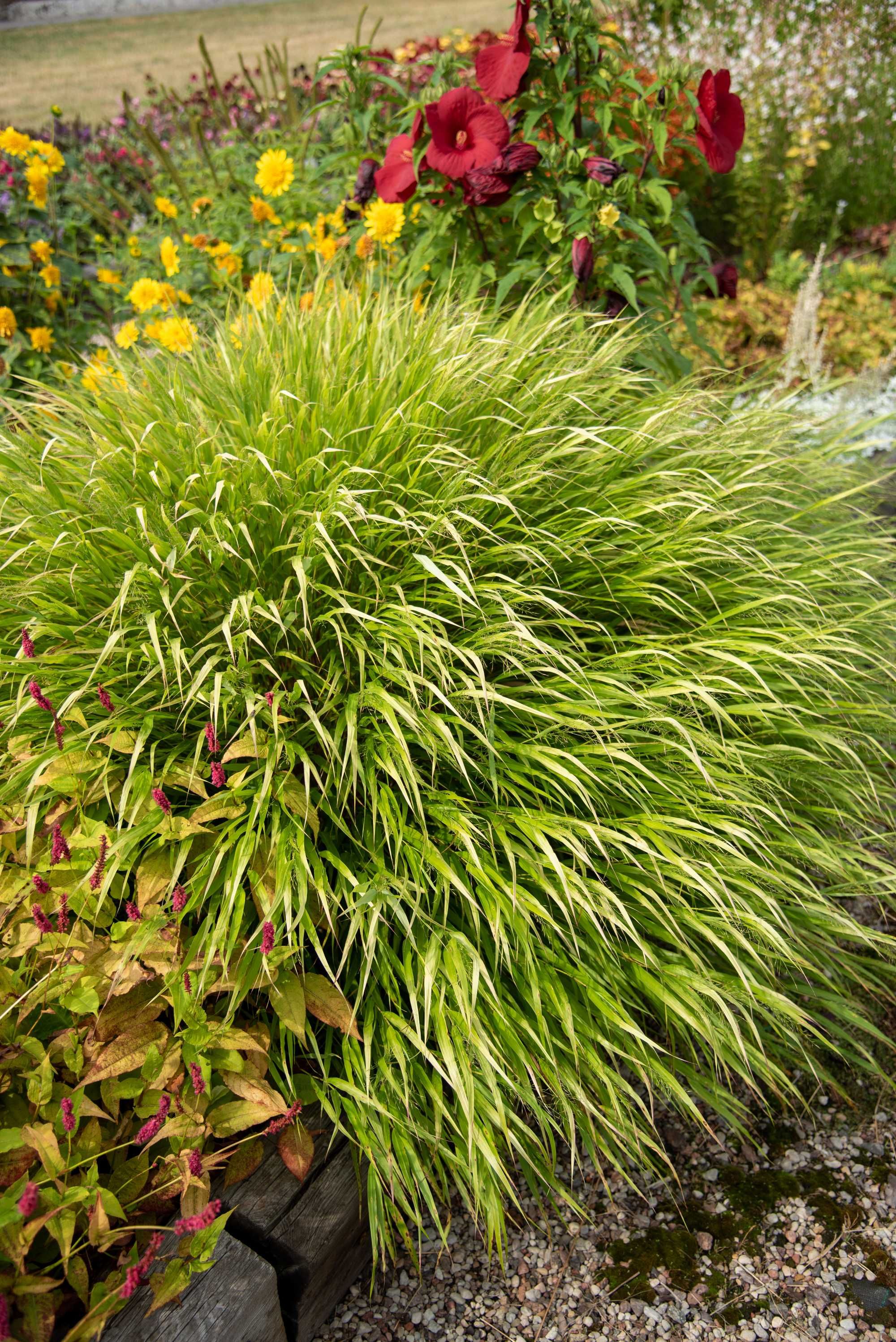 Hakonechloa różne odmiany
