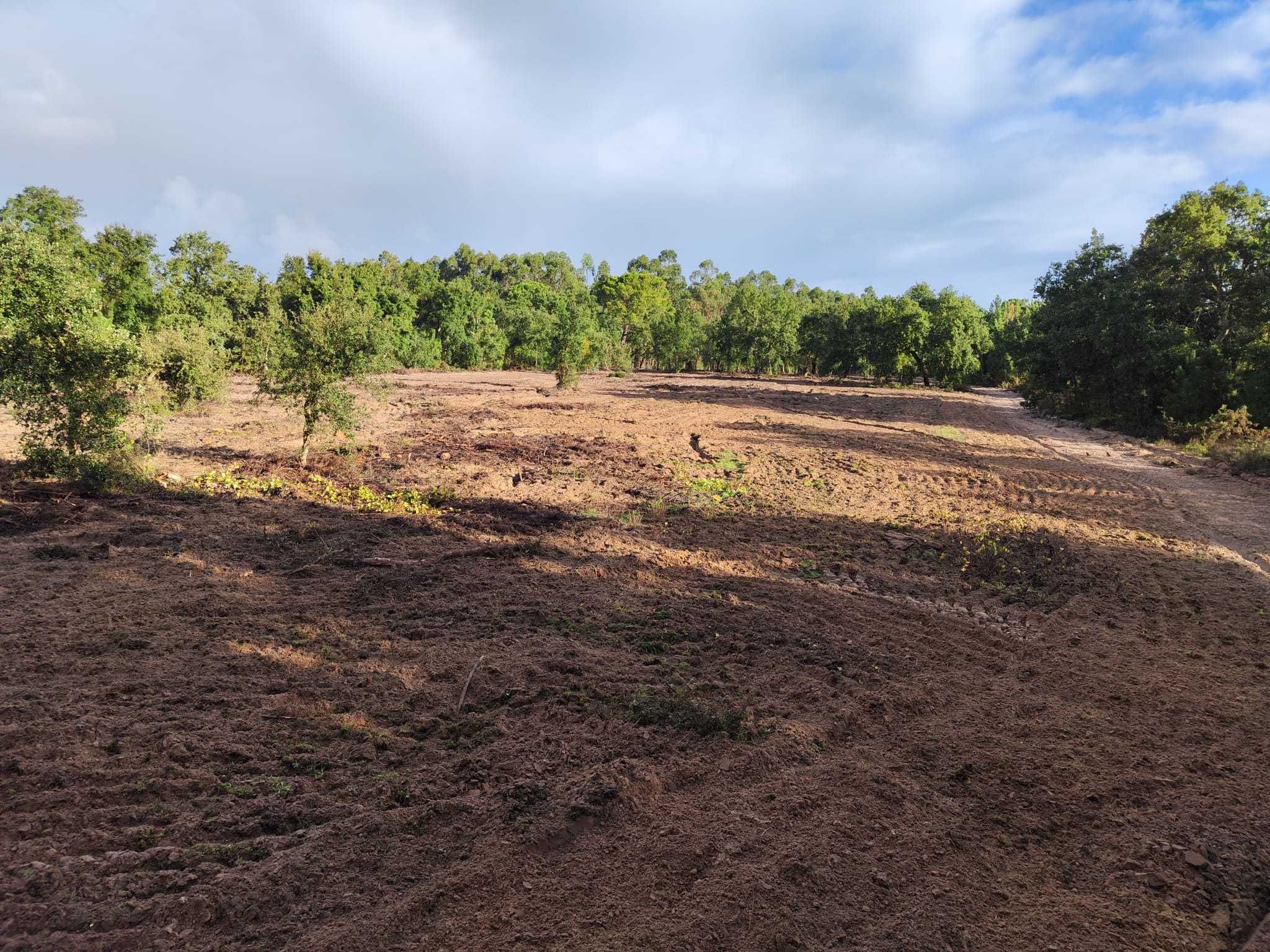 Terreno Agricola 20000m2 Vila Chã de Ourique