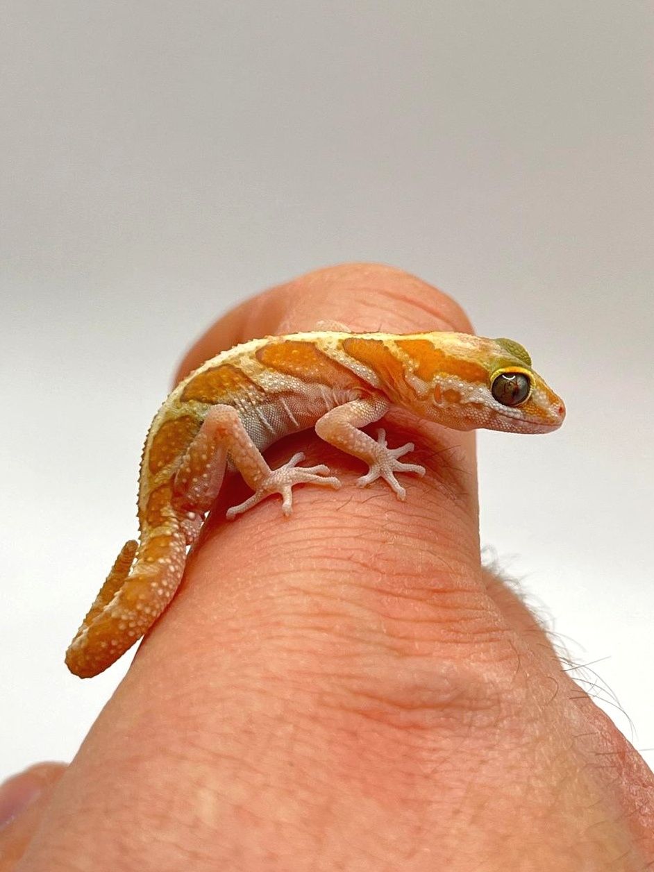 Paroedura picta XANTIC CB2025 samiec gekon madagaskarski terrarium
