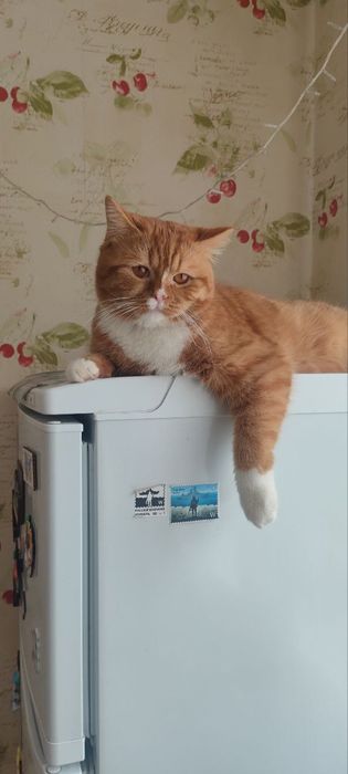 Віддам котика в добрі  руки. Срочно