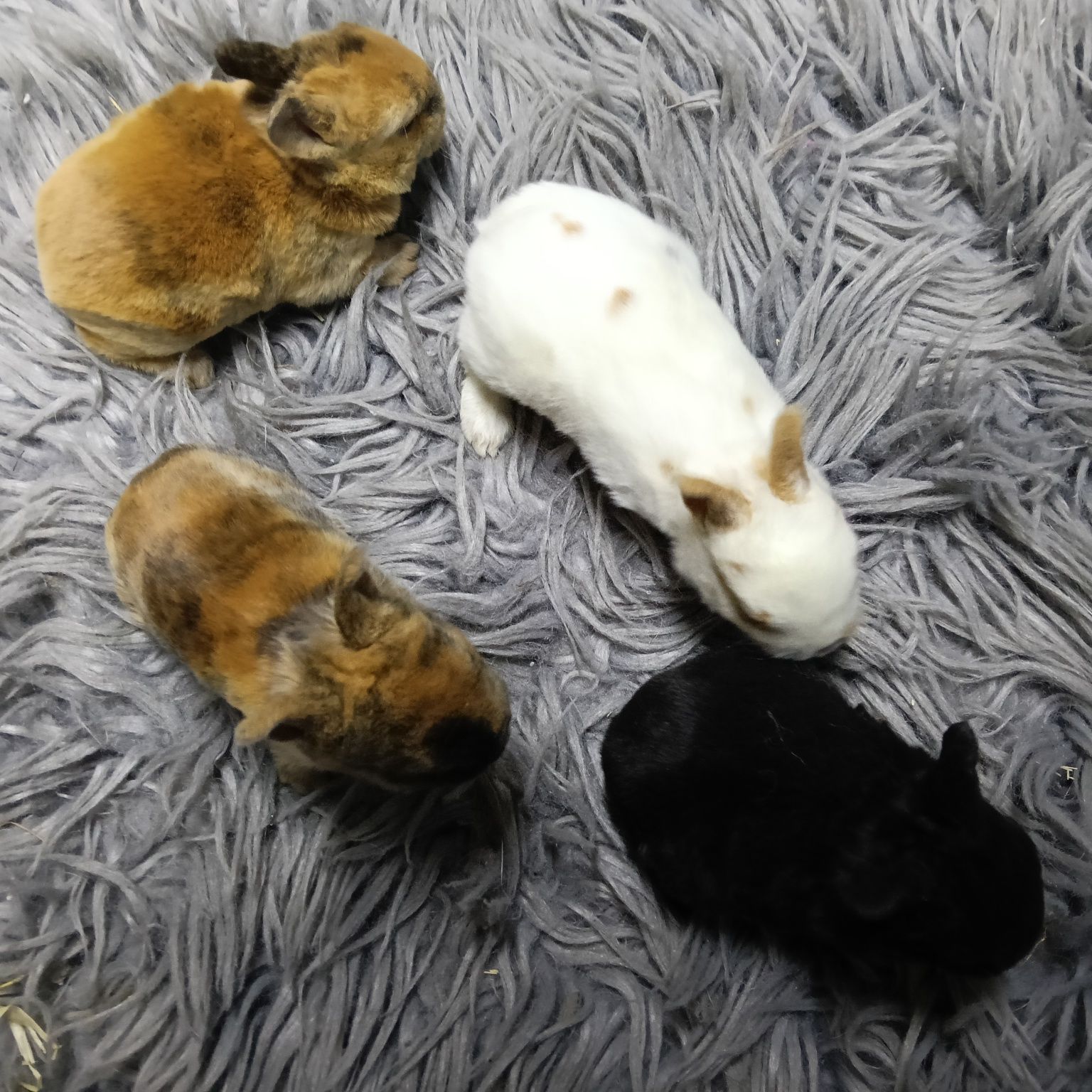 Króliczki miniaturki Teddy Karzełek Rex Mini Lop Hermielin niebieskoki
