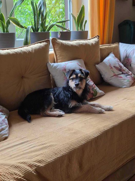 Psie dziecko z cmentarza szuka domu