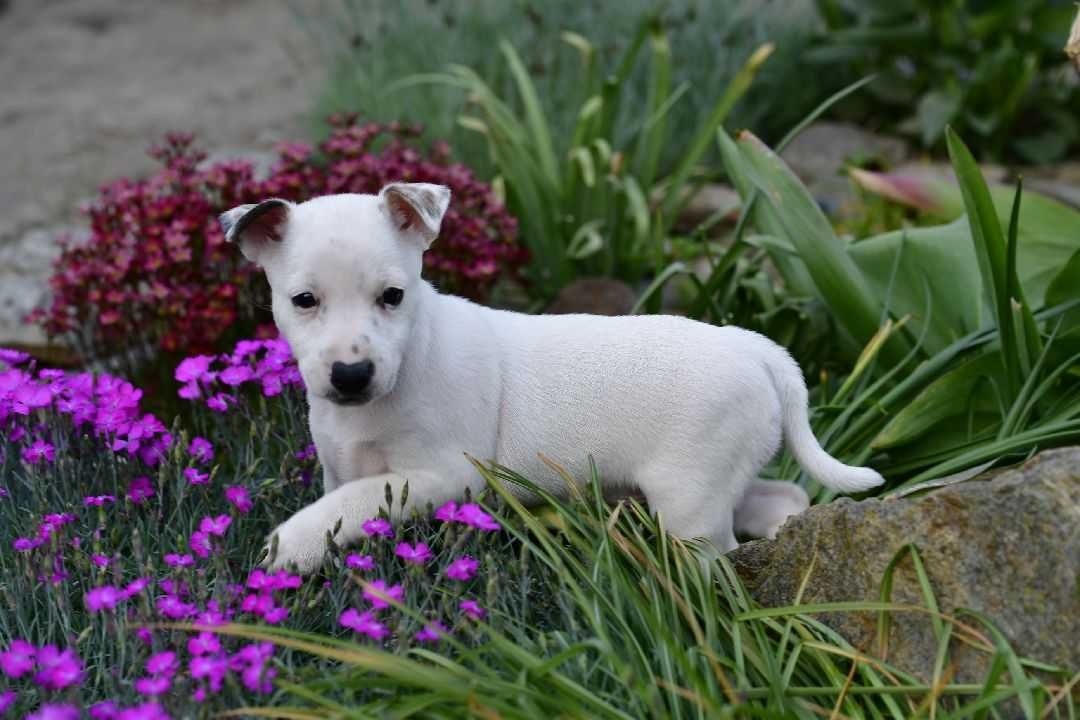 Suczka Szczeniak Jack Russell Terrier