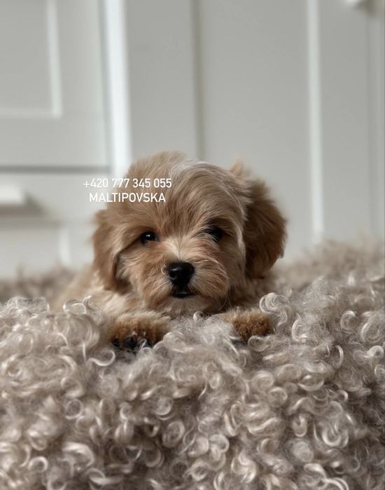 Мальтипу ф1 и ф2 малыши с документами ЕС / maltipoo f1 & f2