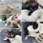 1 Gato e 3 Gatas para dar