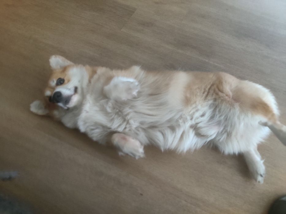 Корги кабель 1 вязка