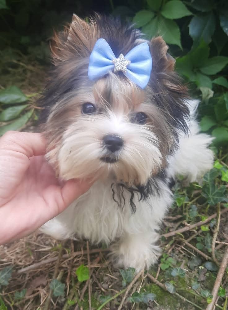 Yorkshire terrier l biewer miniaturka chlopak