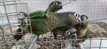 Varias aves domesticadas