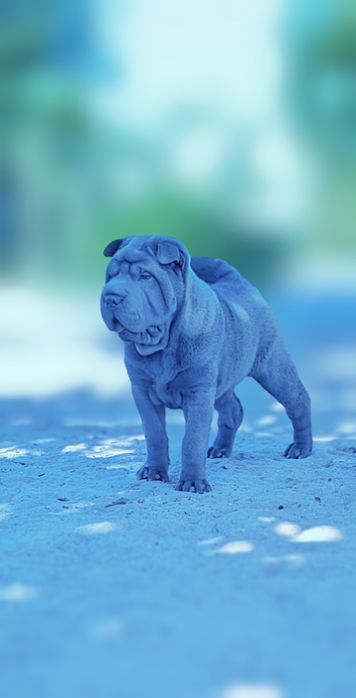 Shar pei fêmea... Sharpei Azul Cinza
