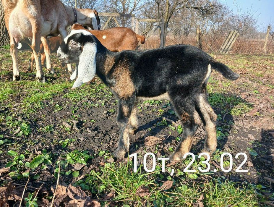 100% НУБІЙСЬКІ козенята