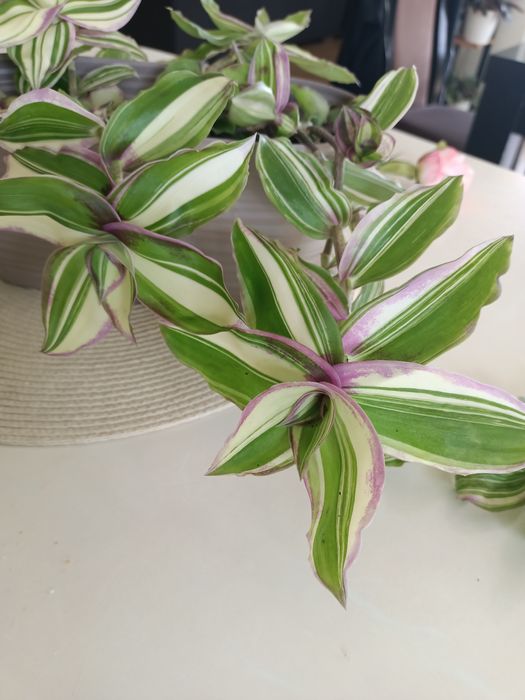 Trzykrotka kolekcjonerska Callisia variegata sosonuscensis Ogon smoka