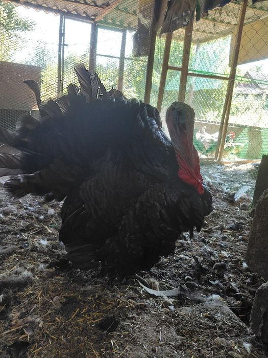 Продам індиків чорних