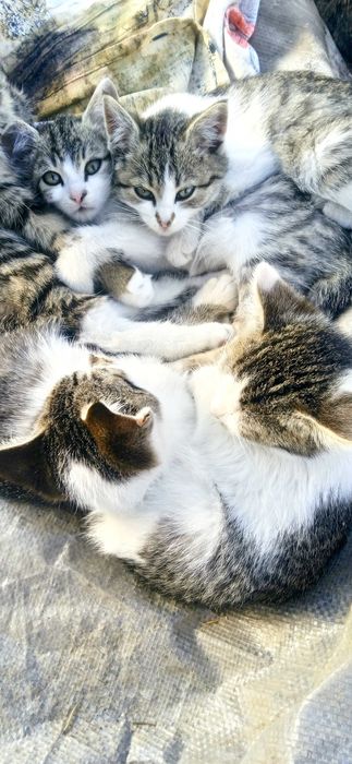 Котята. Три мальчика и одна девочка.