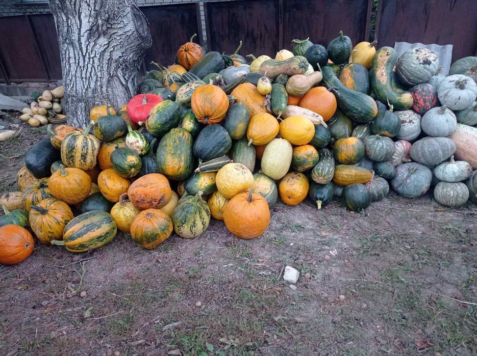 Продам гарбузи та кабачки
