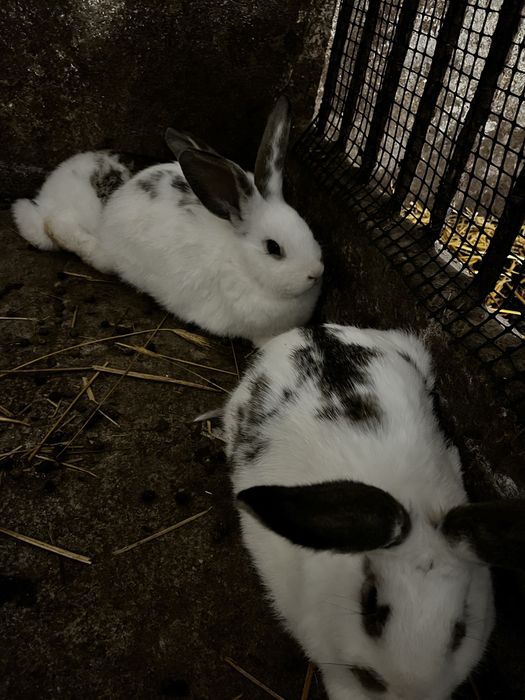 Sprzedam młode  króliki