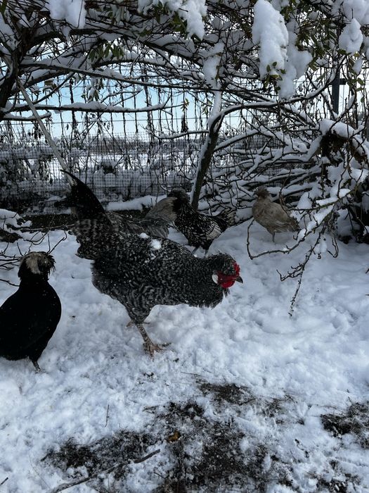 Młody jarzębaty kogut