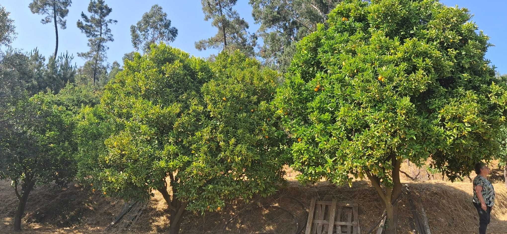 Quintinha agrícola