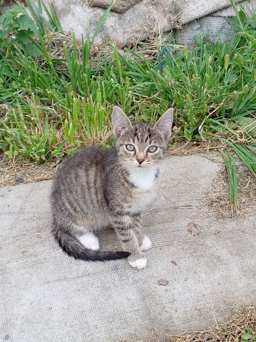 Słodkie kotki do wydania