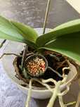 Doseador de Fertilizante para Orquideas e Outras Plantas