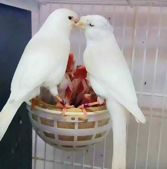 Diamantes gold, tricolores