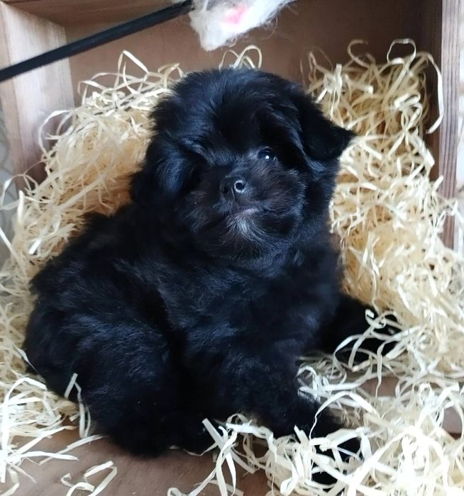 Чрезвычайно симпатичная плюшечка азиатского микса Той и Шпиц