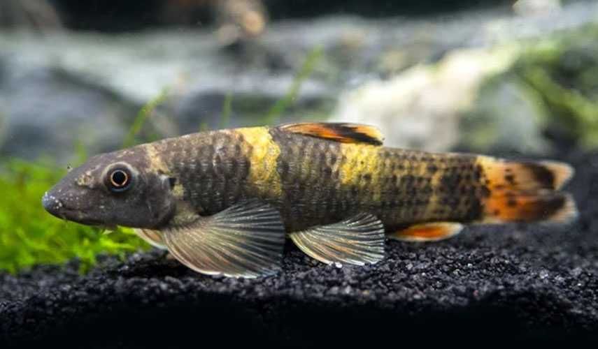 Garra flavatra/ garra rufa
