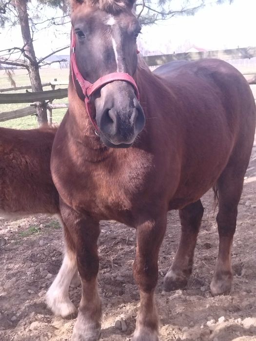 Klacz typ sokólski 82p.